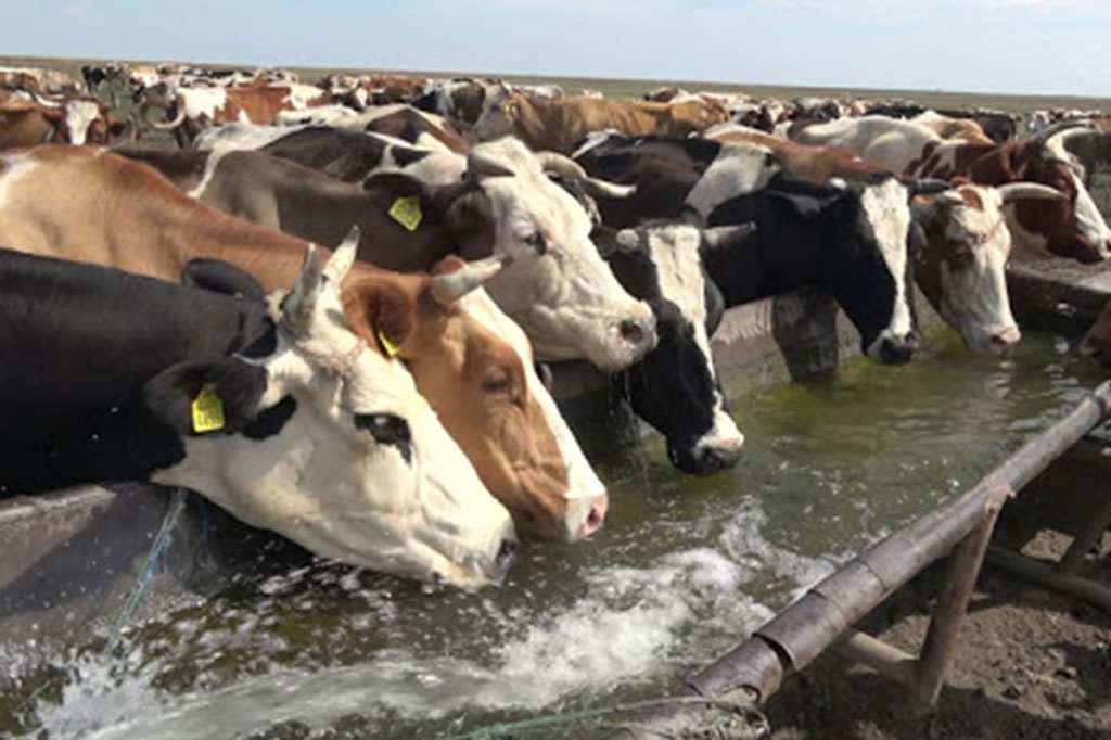 Livestock Drinking